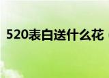 520表白送什么花（520表白送的花及花语）