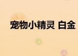 宠物小精灵 白金（宠物小精灵白金攻略）