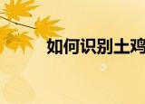 如何识别土鸡蛋（土鸡蛋的特征）