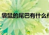 袋鼠的尾巴有什么作用（袋鼠的尾巴的作用）