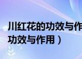 川红花的功效与作用的功能与主治（川红花的功效与作用）