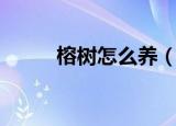 榕树怎么养（养榕树要什么条件）