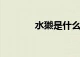 水獭是什么动物（水獭介绍）