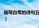 描写白鹭的诗句五年级上册（描写白鹭的诗句）