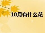 10月有什么花（哪些花在10月开花）