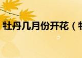 牡丹几月份开花（牡丹花在农历的几月份开）