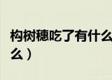 构树穗吃了有什么功效（构树穗吃了功效有什么）