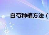 白芍种植方法（白芍种植方法是什么）