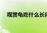 观赏龟吃什么长得最快（观赏龟吃什么）