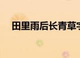 田里雨后长青草字谜（田里雨后长青草）