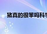 猪真的很笨吗科学测试（猪真的很笨吗）