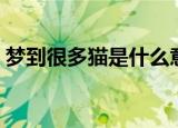 梦到很多猫是什么意思（为什么梦到很多猫）