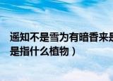 遥知不是雪为有暗香来是什么植物（遥知不是雪为有暗香来是指什么植物）