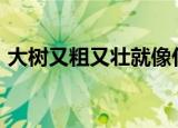 大树又粗又壮就像什么补充完整句子AA B B