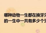 哪种动物一生都在换牙只要牙齿受损立刻会有新的补上（人的一生中一共有多少个牙齿）