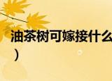 油茶树可嫁接什么树（能够利用油茶树嫁接吗）