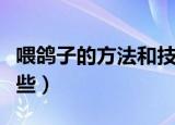 喂鸽子的方法和技巧（喂鸽子方法和技巧有哪些）