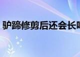 驴蹄修剪后还会长吗（驴蹄子为什么要修剪）