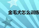 金毛犬怎么训练（金毛犬的训练方法）