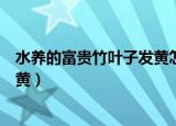 水养的富贵竹叶子发黄怎么办（怎么改善水养富贵竹叶子发黄）