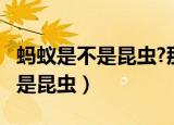 蚂蚁是不是昆虫?那它属于什么类?（蚂蚁是不是昆虫）