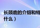 长颈鹿的介绍和特点（长颈鹿的介绍和特点是什么）