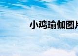 小鸡瑜伽图片素材（小鸡瑜伽）