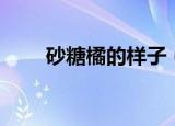 砂糖橘的样子（炫砂糖橘什么意思）