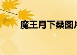 魔王月下桑图片大全（魔王月下桑）