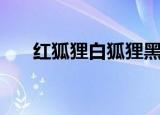 红狐狸白狐狸黑狐狸（红狐狸白狐狸）
