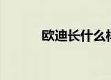 欧迪长什么样（欧拉迪怎么样）