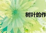 树叶的作用（树叶种类）