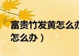 富贵竹发黄怎么办 原因有哪些（富贵竹发黄怎么办）
