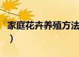 家庭花卉养殖方法（家庭花卉养殖方法是什么）