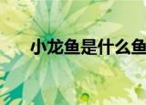 小龙鱼是什么鱼（小龙鱼属于什么鱼）
