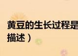 黄豆的生长过程是怎么样的（黄豆的生长过程描述）