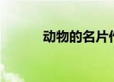 动物的名片作文（动物的名片）