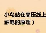 小鸟站在高压线上为什么不会触电（小鸟不会触电的原理）