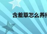 含羞草怎么养殖（含羞草如何养殖）
