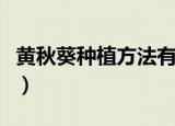 黄秋葵种植方法有哪些（黄秋葵种植种植技巧）