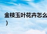 金枝玉叶花卉怎么养（养护金枝玉叶花卉方法）