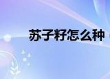 苏子籽怎么种（苏子籽的种植方法）