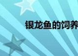 银龙鱼的饲养（银龙鱼喂养技巧）