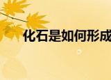 化石是如何形成的（化石形成的步骤）