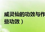 威灵仙的功效与作用及食用方法（威灵仙有哪些功效）