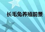 长毛兔养殖前景（长毛兔养殖前景介绍）