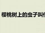 樱桃树上的虫子叫什么（关于樱桃树的介绍）