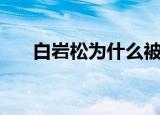白岩松为什么被央视解雇了（白松岩）
