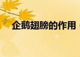 企鹅翅膀的作用（企鹅的翅膀有什么用）