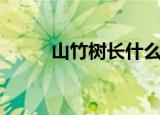 山竹树长什么样子（简述山竹树）